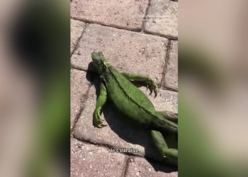 What to know about Florida’s massive falling iguanas when temperatures drop