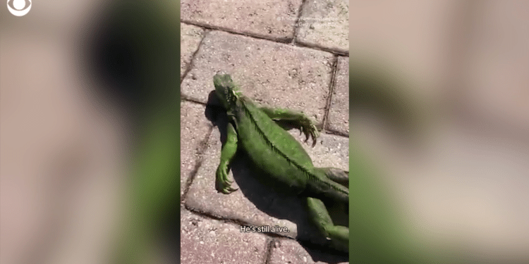 What to know about Florida’s massive falling iguanas when temperatures drop