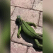 What to know about Florida’s massive falling iguanas when temperatures drop