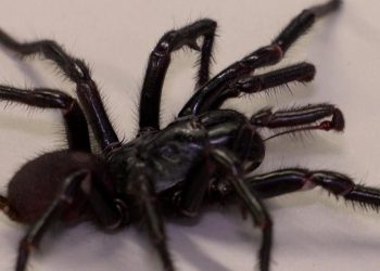 A larger, more venomous spider has been discovered.