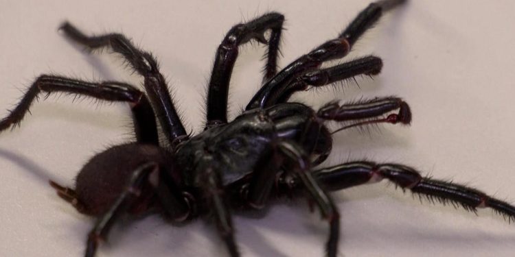 A larger, more venomous spider has been discovered.