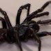 A larger, more venomous spider has been discovered.