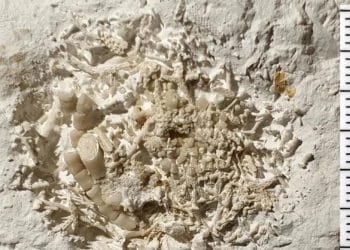 66-million-year-old vomit found by amateur fossil hunter