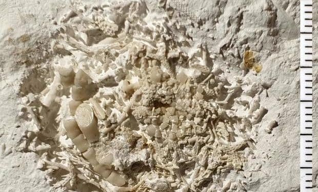 66-million-year-old vomit found by amateur fossil hunter