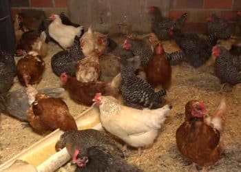 This farmer keeps a waitlist for eggs amid soaring prices and demand