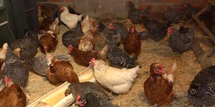 This farmer keeps a waitlist for eggs amid soaring prices and demand