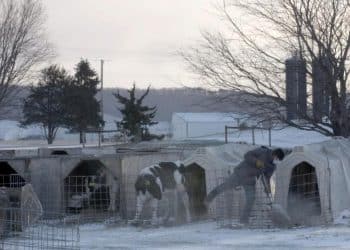 How undocumented workers support America’s dairy industry