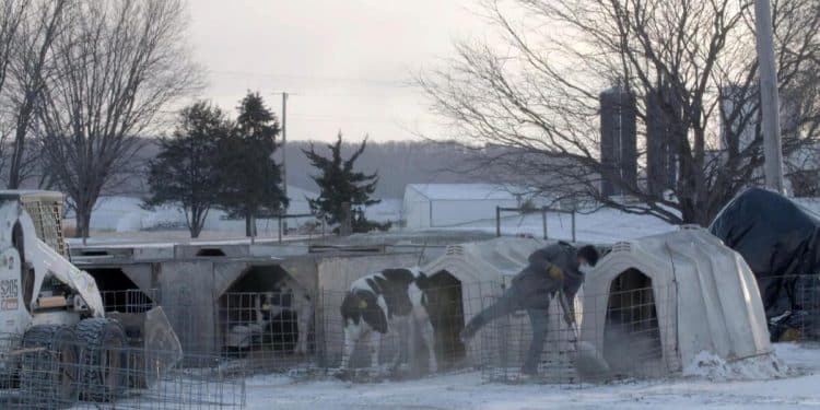 How undocumented workers support America’s dairy industry