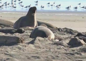 Elephant seals return to California beach after population rebounds