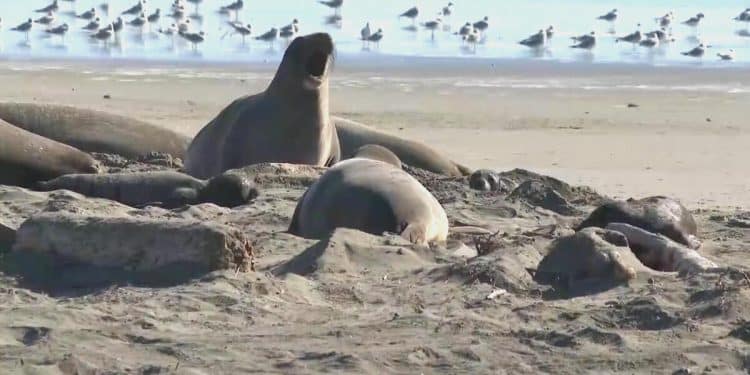 Elephant seals return to California beach after population rebounds