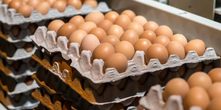 Consumers turn to buying or renting hens as egg prices soar, but it may not help you save