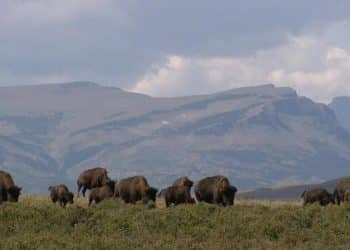 How animals can help fight climate change