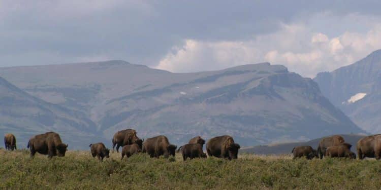 How animals can help fight climate change