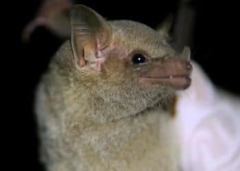 Mexican long-nosed bats now being tracked via “eDNA” using their saliva