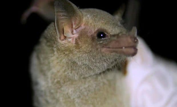 Mexican long-nosed bats now being tracked via “eDNA” using their saliva
