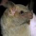 Mexican long-nosed bats now being tracked via “eDNA” using their saliva