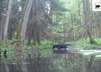 Black wolves with rare genetic mutation spotted in Poland