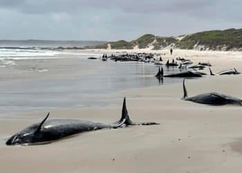Over 150 false killer whales stranded on beach can’t be saved, experts say