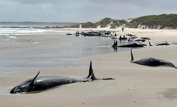 Over 150 false killer whales stranded on beach can’t be saved, experts say