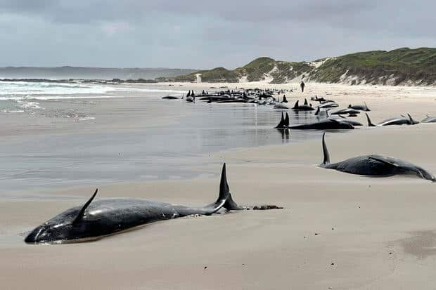 Australia Stranded Whales