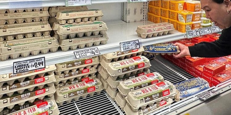 Bird flu, supply shortages keeping egg prices high