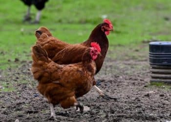 CDC data suggests bird flu could be spreading among humans undetected