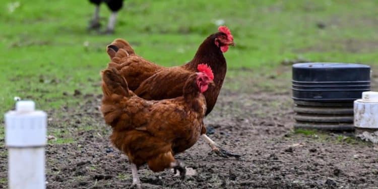 CDC data suggests bird flu could be spreading among humans undetected