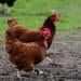 CDC data suggests bird flu could be spreading among humans undetected