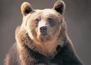 Could Forest Service cuts lead to more bear encounters?