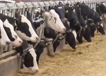 New bird flu strain in cows spreads to Nevada dairy worker