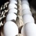 Egg prices expected to go even higher due to shortage from bird flu
