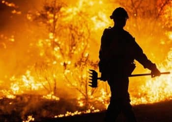 Forest Service firings could impact wildfire preparedness