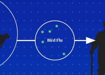 How a bird flu pandemic could emerge
