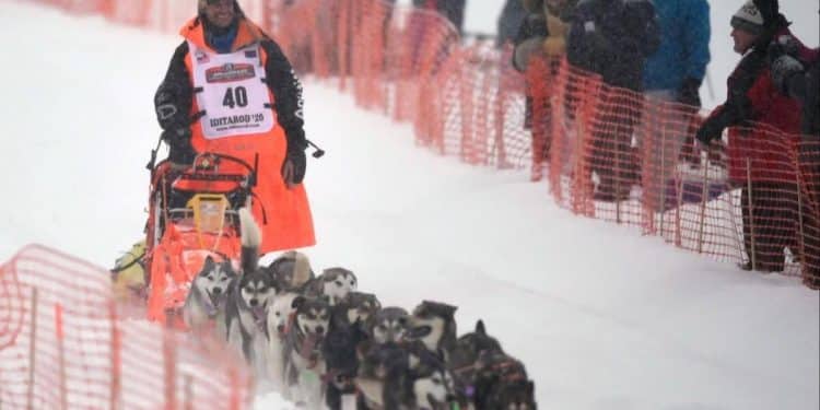 Iditarod sled dog race starting line relocated over lack of snow