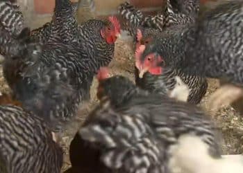 Iowa farmer has a waiting list for eggs amid shortage: “It’s been pretty intense”
