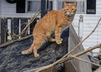 Kentucky under winter storm threat amid deadly floods, thousands without power