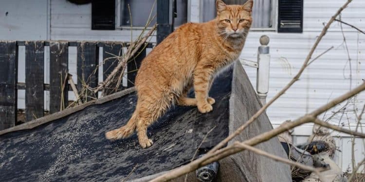 Kentucky under winter storm threat amid deadly floods, thousands without power