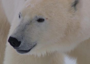 Polar bears increasingly under threat as glaciers melt faster than ever