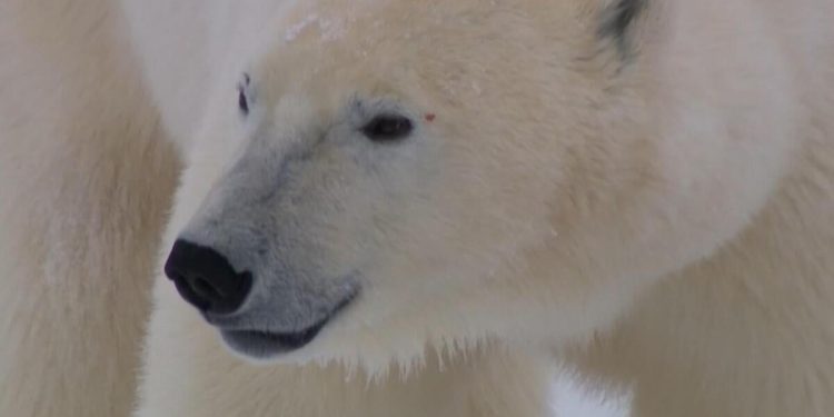 Polar bears increasingly under threat as glaciers melt faster than ever
