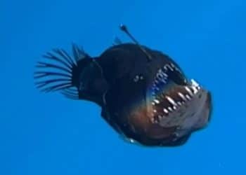 Rare deep-sea anglerfish spotted on ocean’s surface for first time
