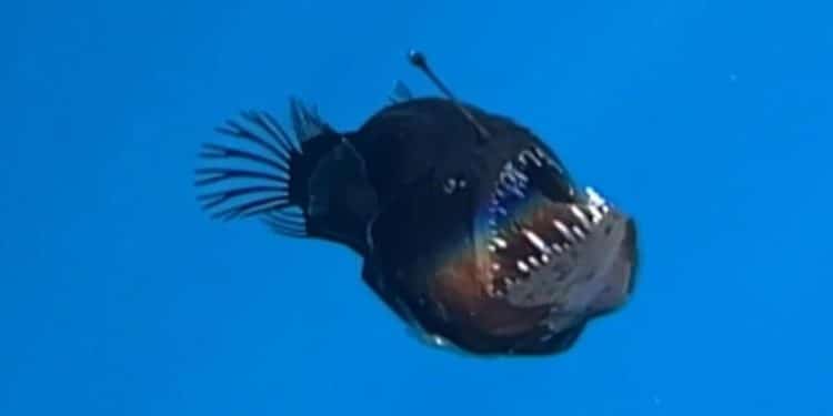 Rare deep-sea anglerfish spotted on ocean’s surface for first time