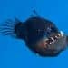 Rare deep-sea anglerfish spotted on ocean’s surface for first time