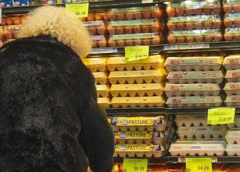 Trump administration previews plan for bird flu