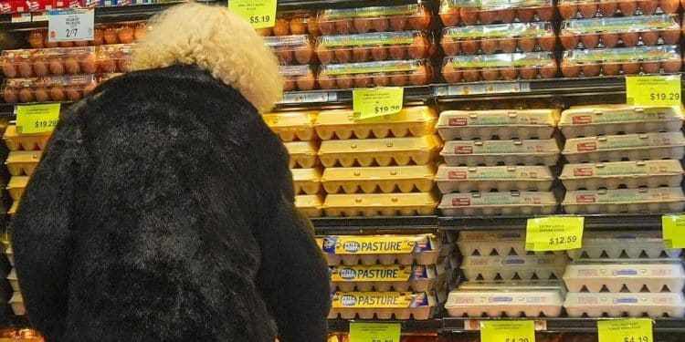 Trump administration previews plan for bird flu