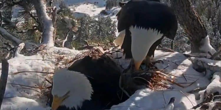 Webcam follows bald eagle couple’s epic love story
