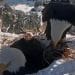 Webcam follows bald eagle couple’s epic love story