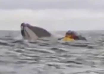 Whale swallows kayaker off Chilean coast and then spits it out