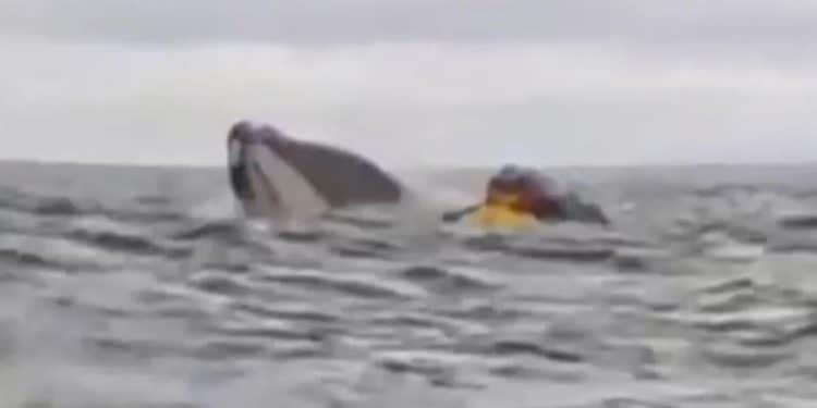Whale swallows kayaker off Chilean coast and then spits it out