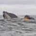 Whale swallows kayaker off Chilean coast and then spits it out