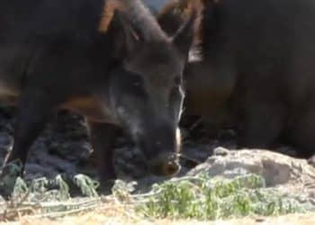 WIld “super pigs” wreak havoc around U.S-Canada border